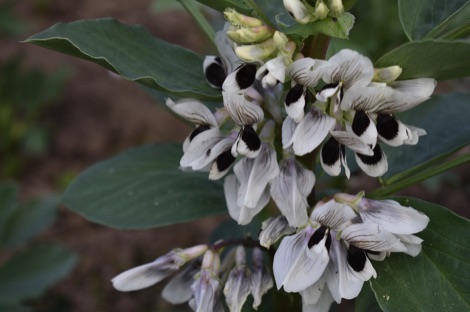White broad bean flowers